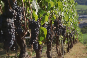 Il Centro Funzionale e l'agrometeorologia